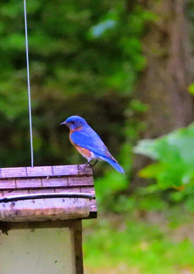 Eastern Bluebird (Eastern) Photo by Valerie WattersBurke