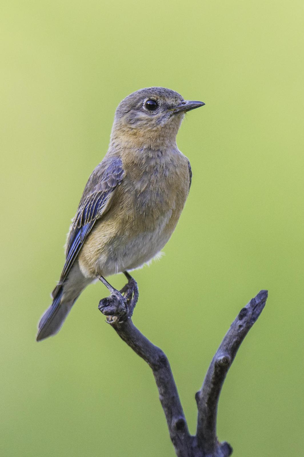 Eastern Bluebird (Eastern) Photo by Mason Rose