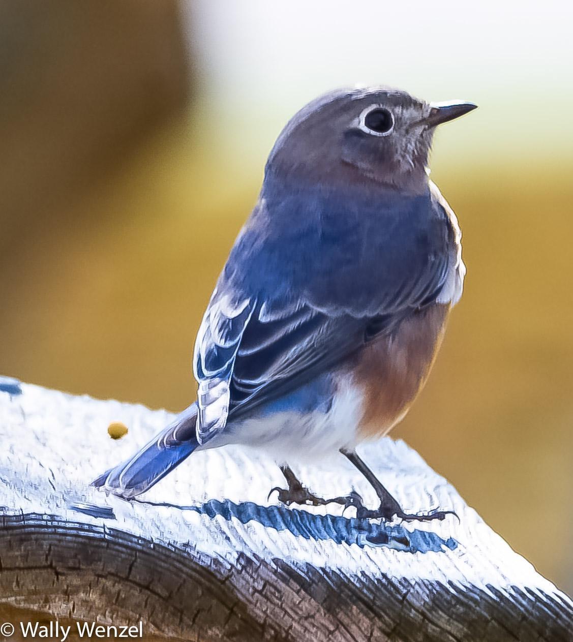 Eastern Bluebird (Eastern) Photo by Wally Wenzel