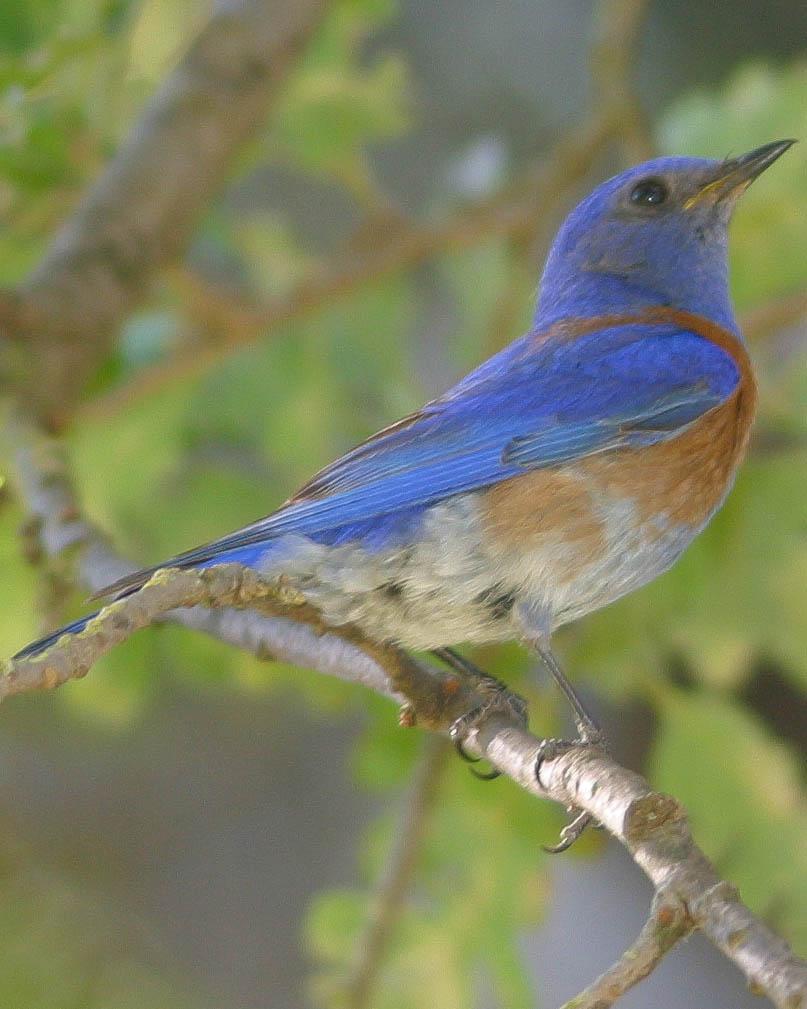 Western Bluebird Photo by Kasey Foley