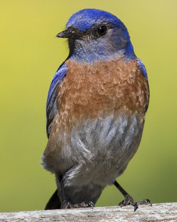 Western Bluebird Photo by Anthony Gliozzo