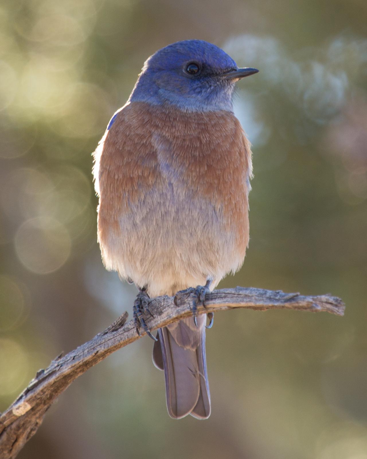 Western Bluebird Photo by Anita Strawn de Ojeda
