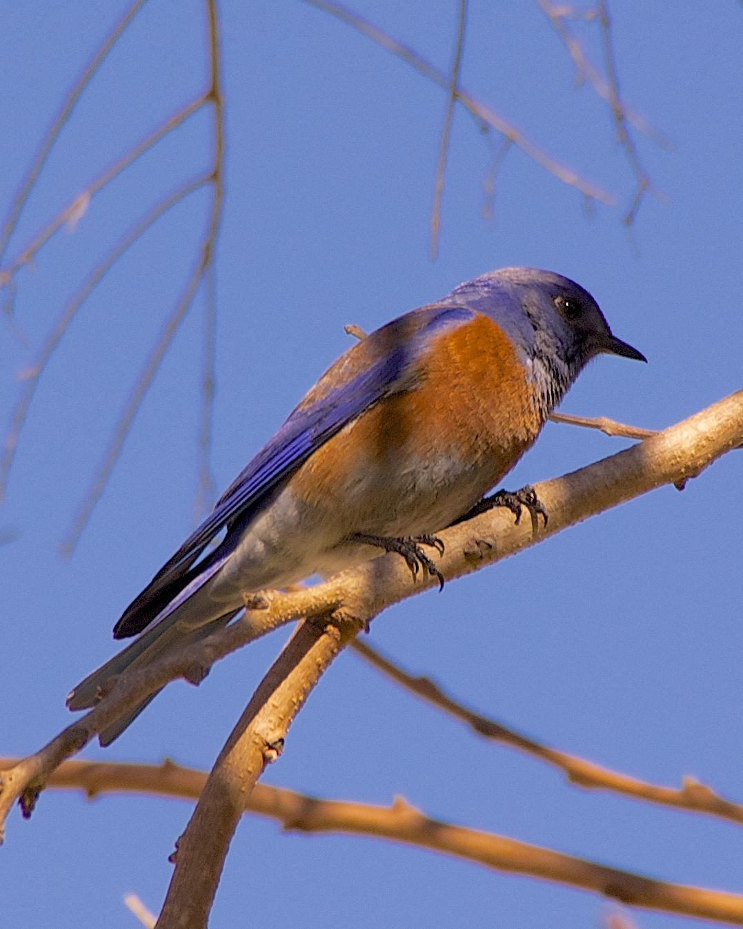 Western Bluebird Photo by Gerald Hoekstra