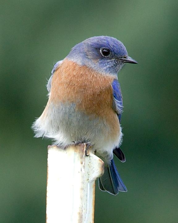 Western Bluebird Photo by Denis Rivard