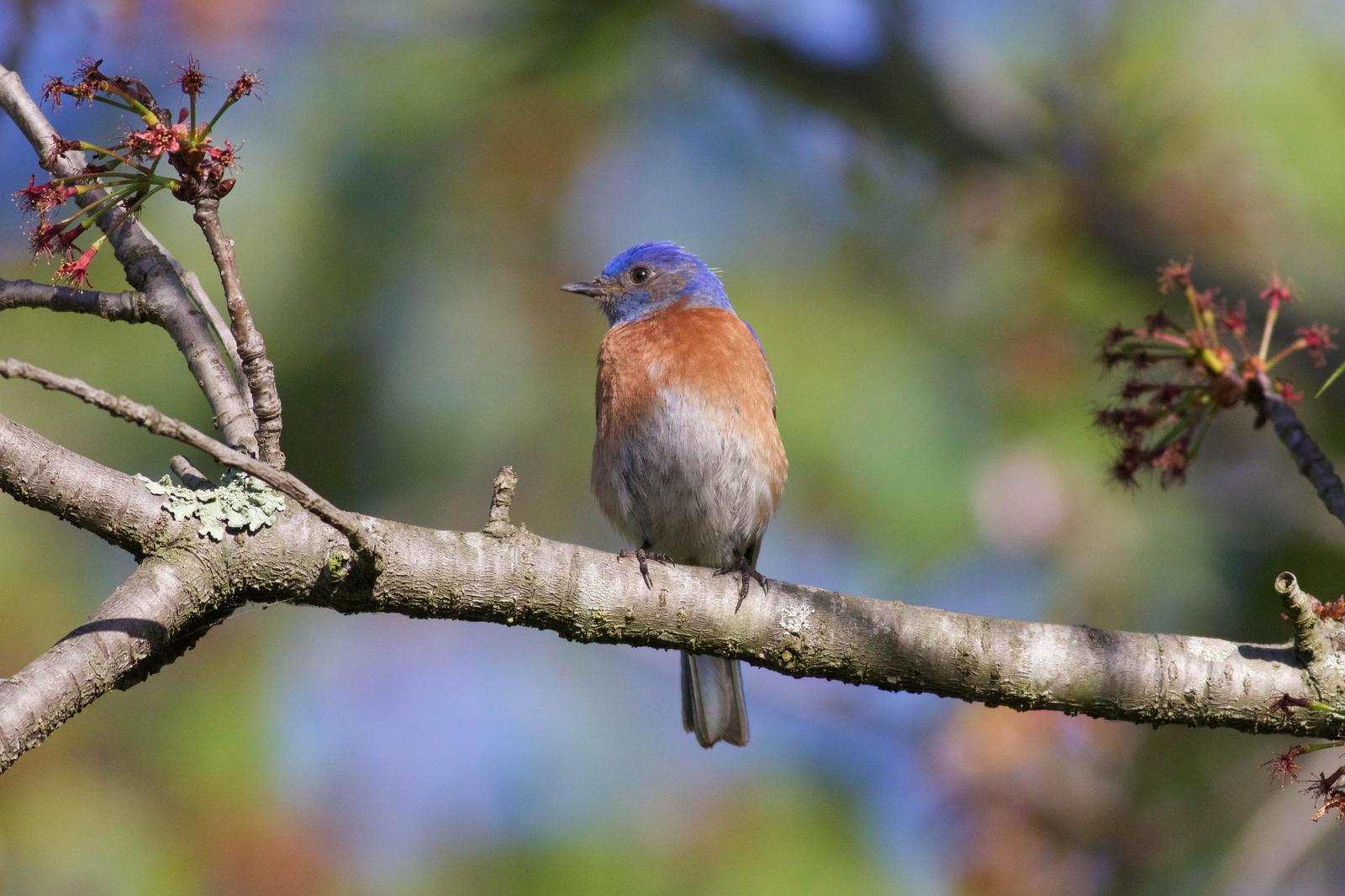 Western Bluebird Photo by Tom Ford-Hutchinson