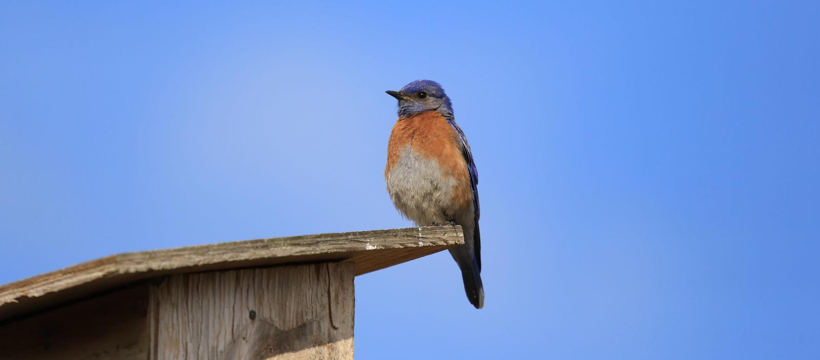 Western Bluebird Photo by Jim  Murray