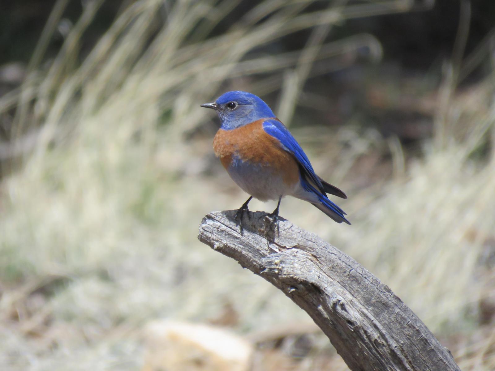 Western Bluebird Photo by Nolan Keyes