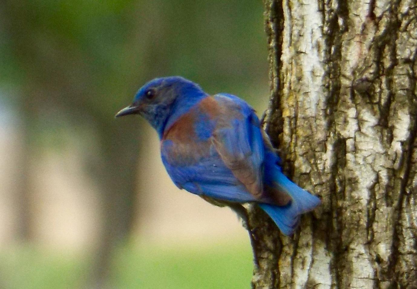 Western Bluebird Photo by charlie daniels