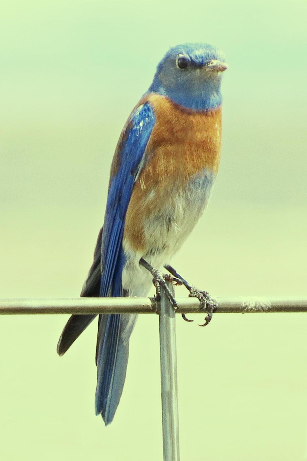 Western Bluebird Photo by Bob Neugebauer