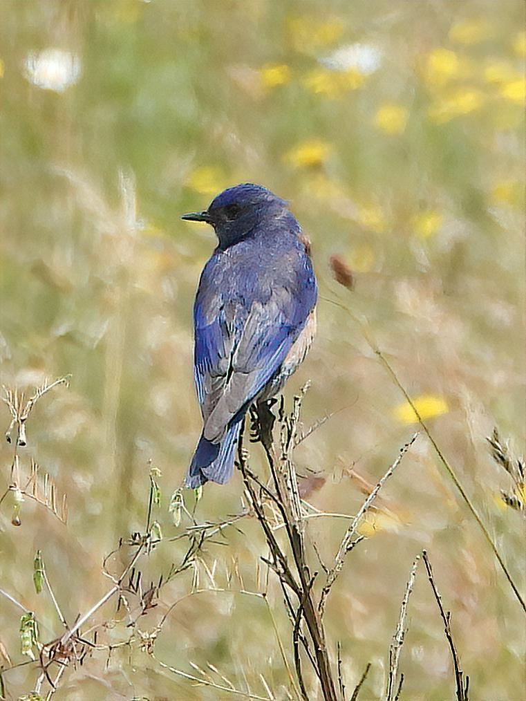 Western Bluebird Photo by Dan Tallman