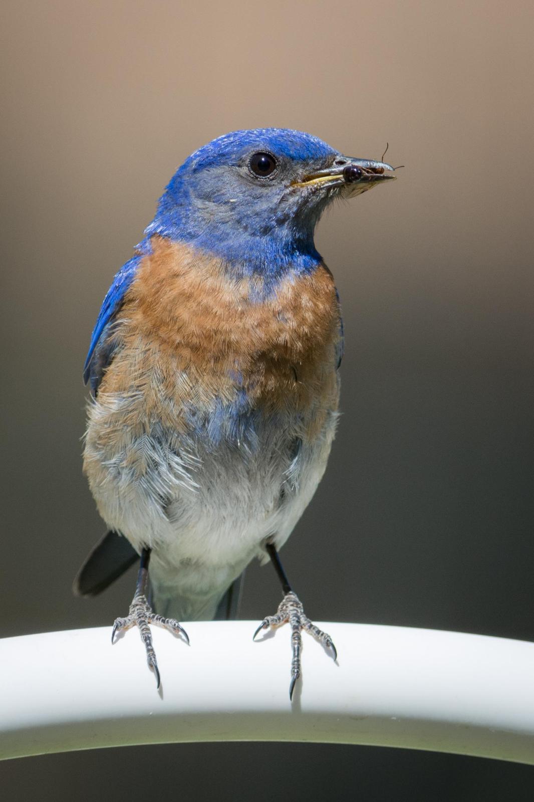 Western Bluebird Photo by Jesse Hodges