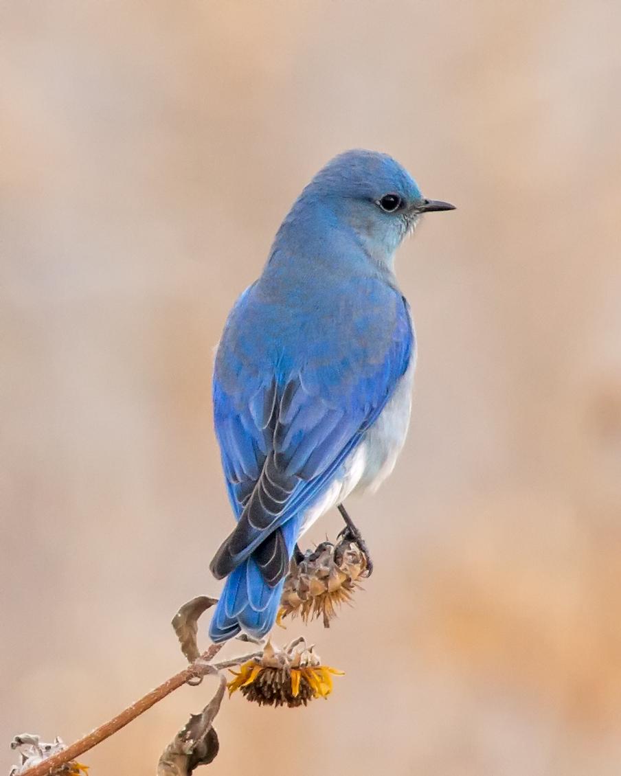 Mountain Bluebird Photo by JC Knoll