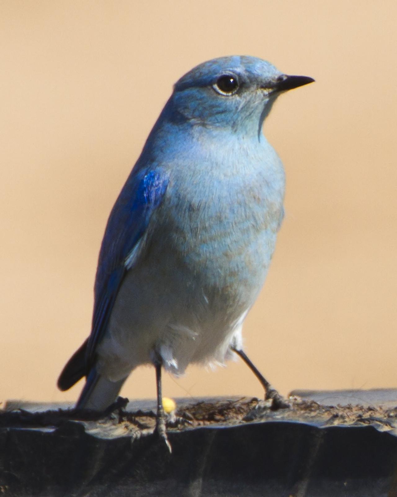 Mountain Bluebird Photo by Bill Adams