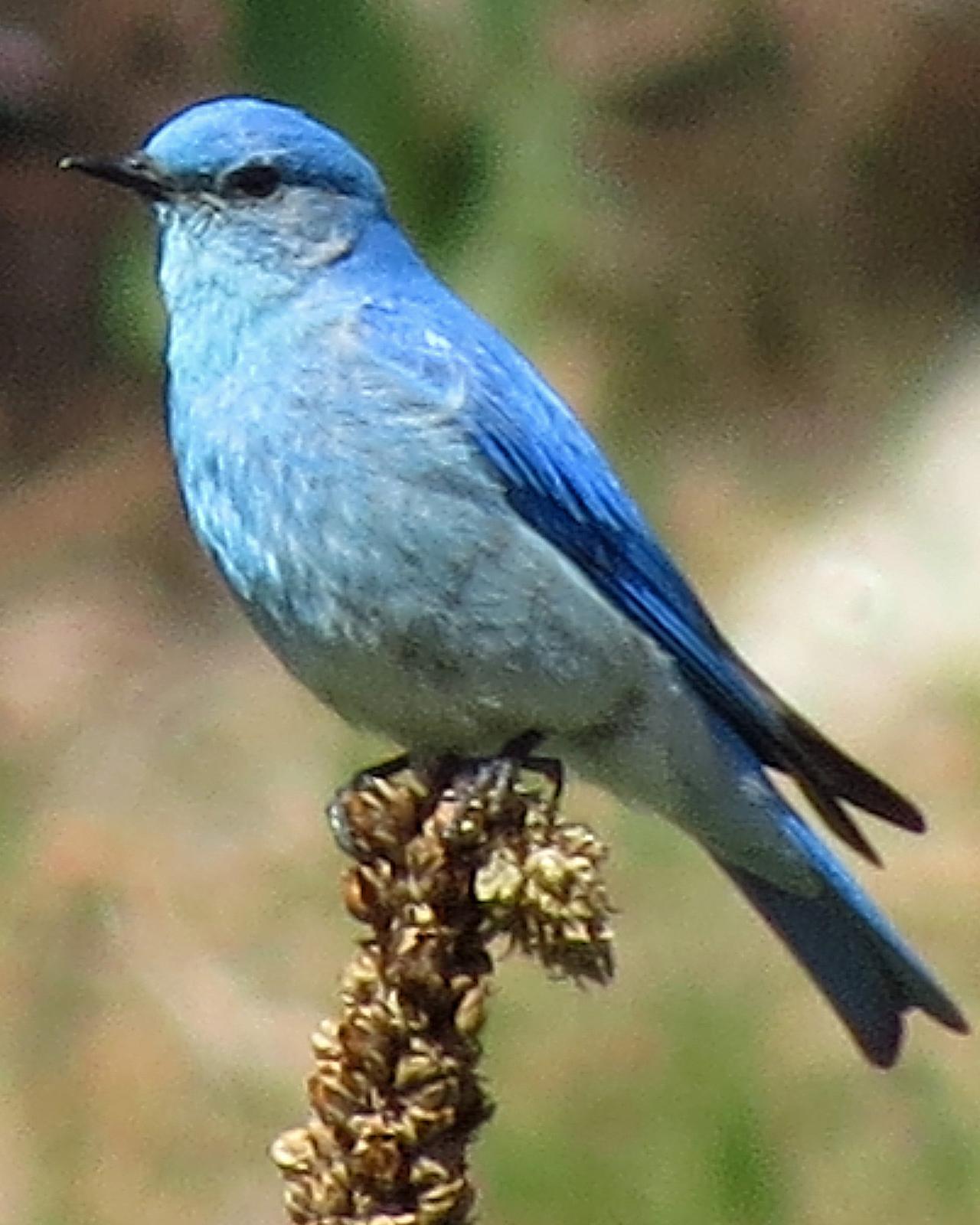 Mountain Bluebird Photo by Kelly Preheim