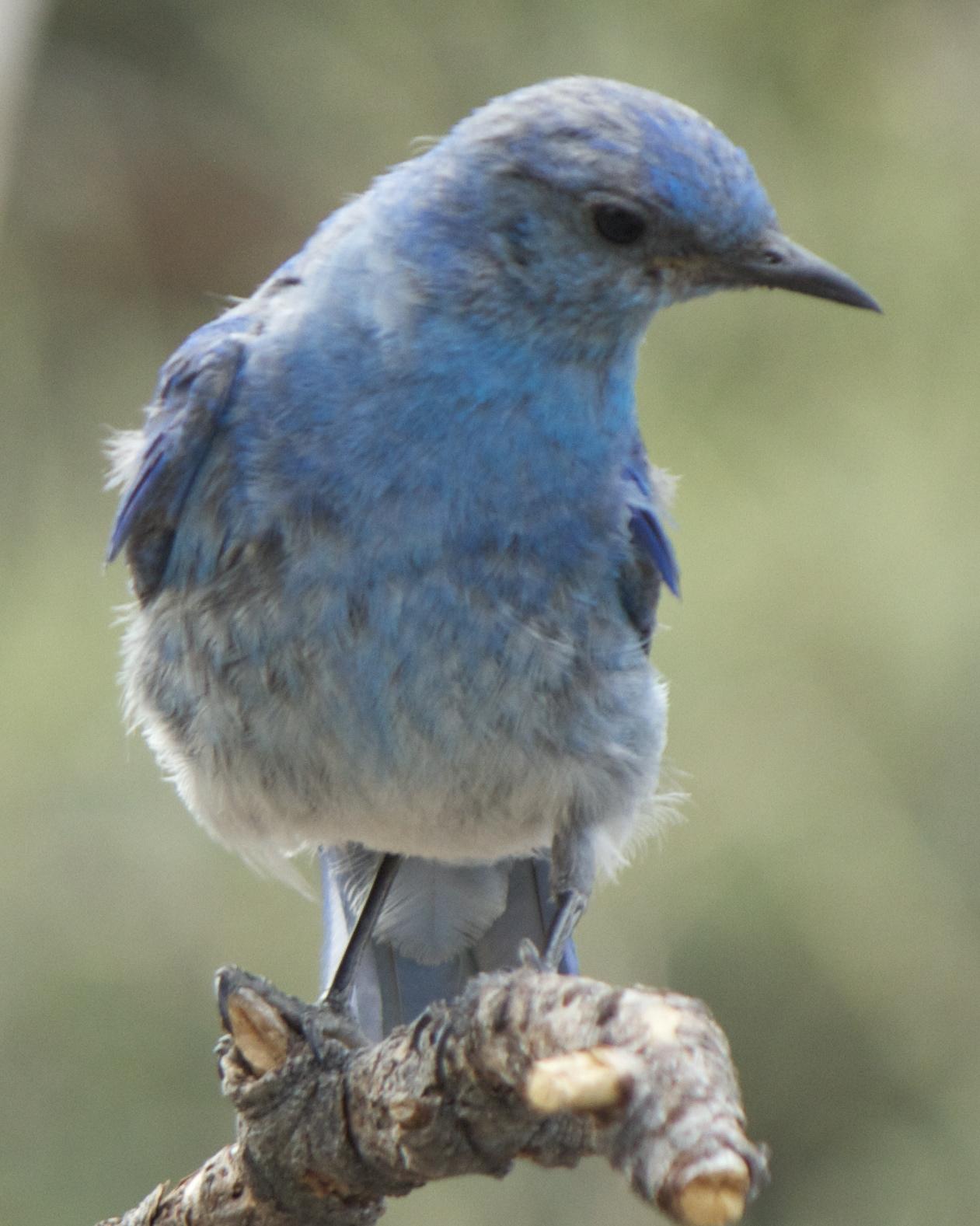 Mountain Bluebird Photo by Mark Baldwin