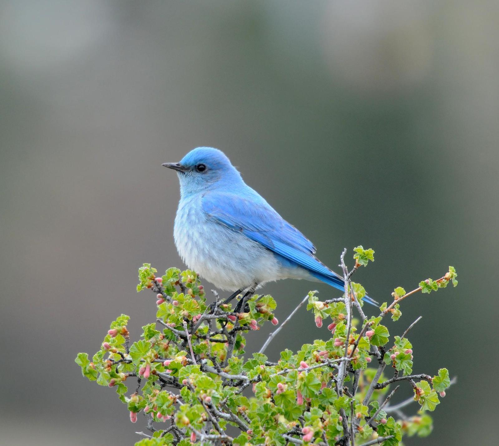 Mountain Bluebird Photo by Steven Mlodinow