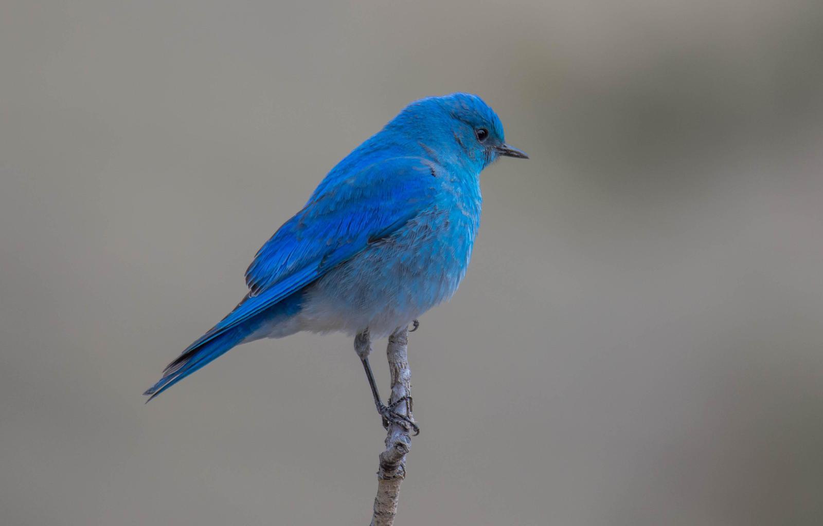 Mountain Bluebird Photo by Karen Prisby