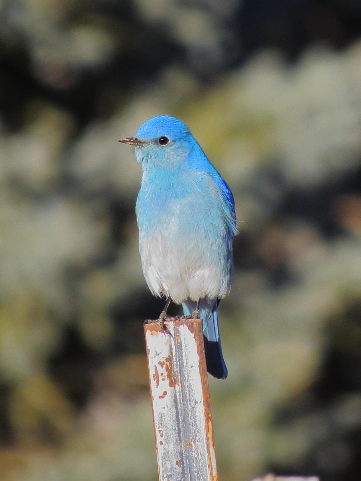 Mountain Bluebird Photo by Kent Jensen