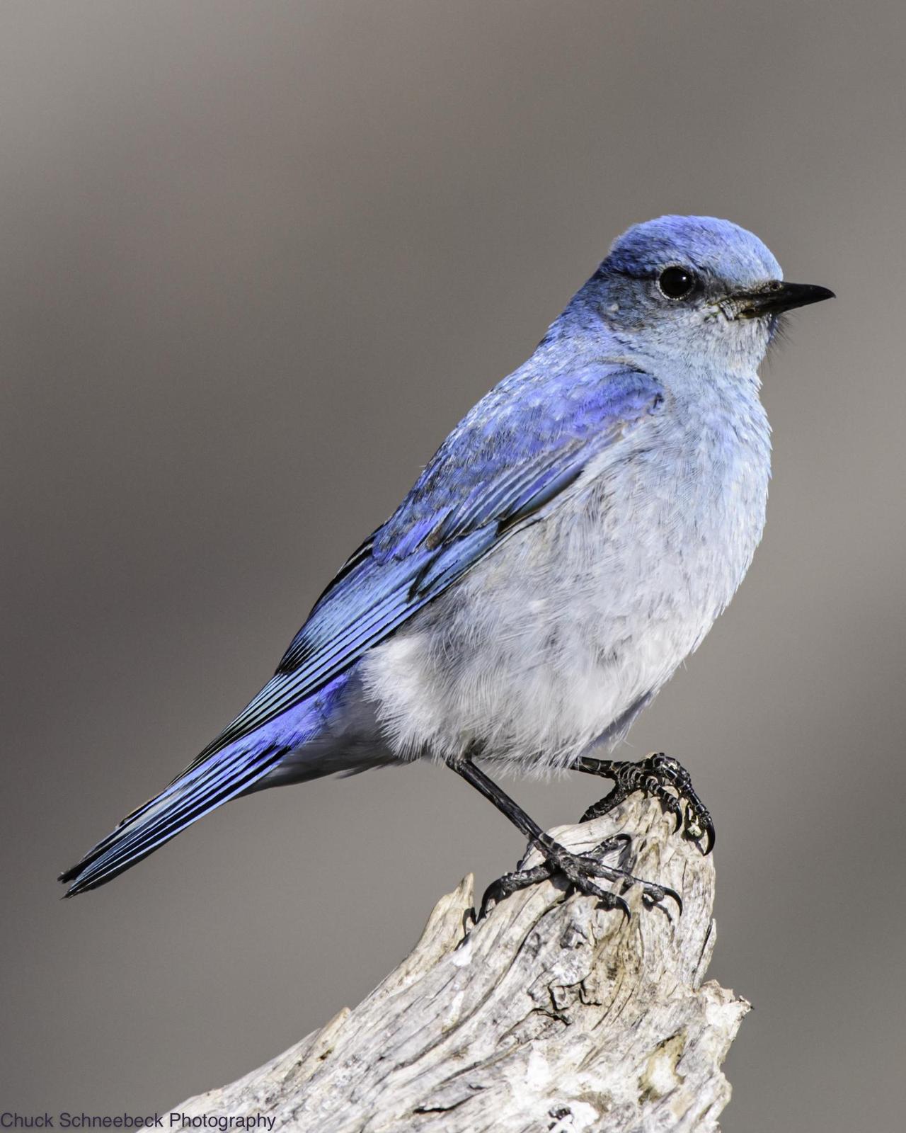 Mountain Bluebird Photo by Chuck  Schneebeck