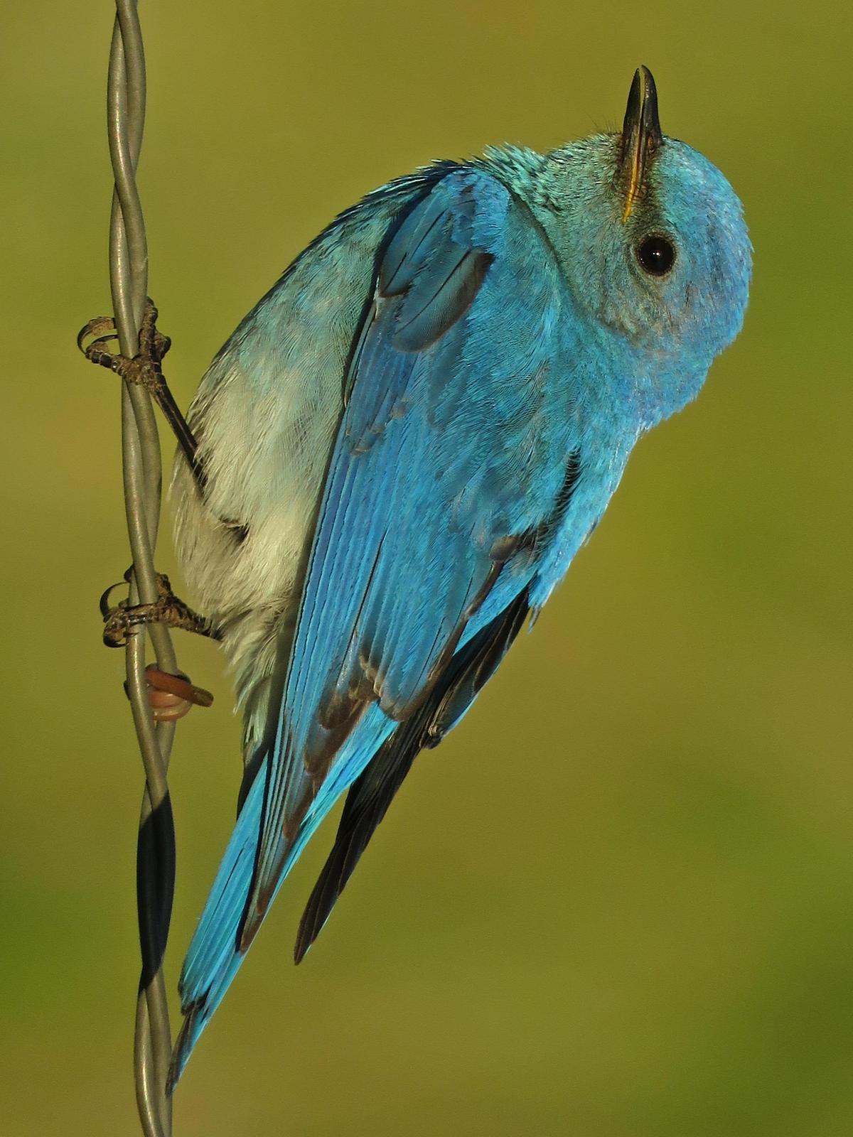 Mountain Bluebird Photo by Bob Neugebauer