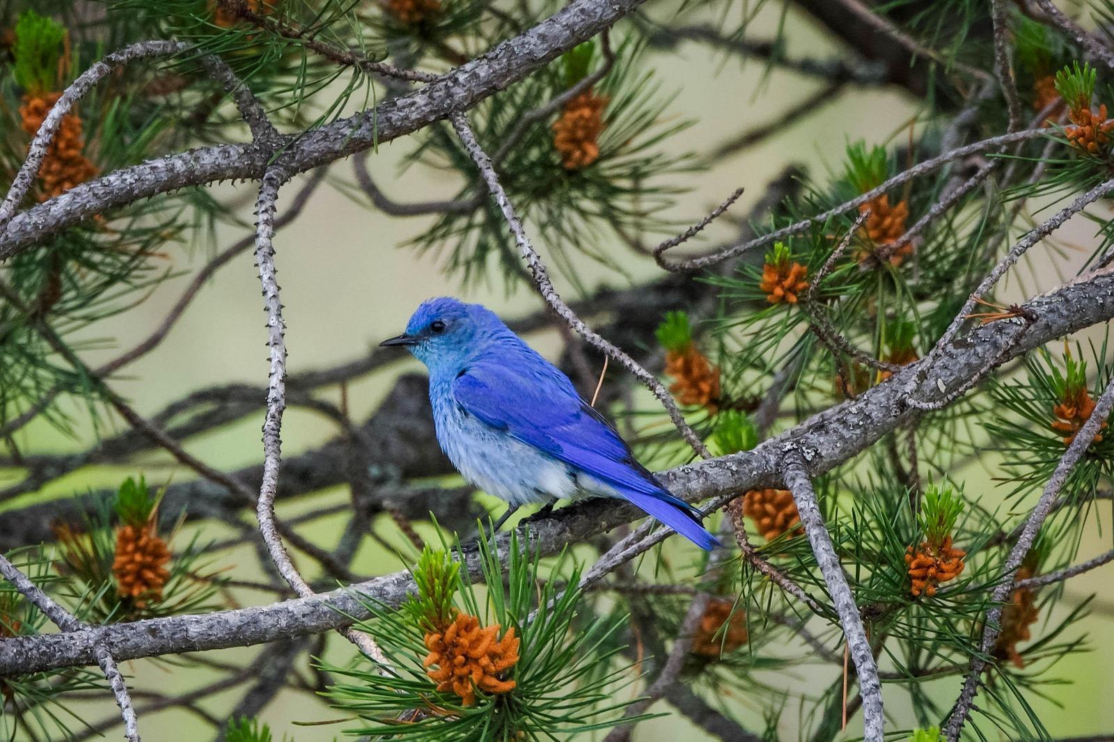Mountain Bluebird Photo by Scott Yerges