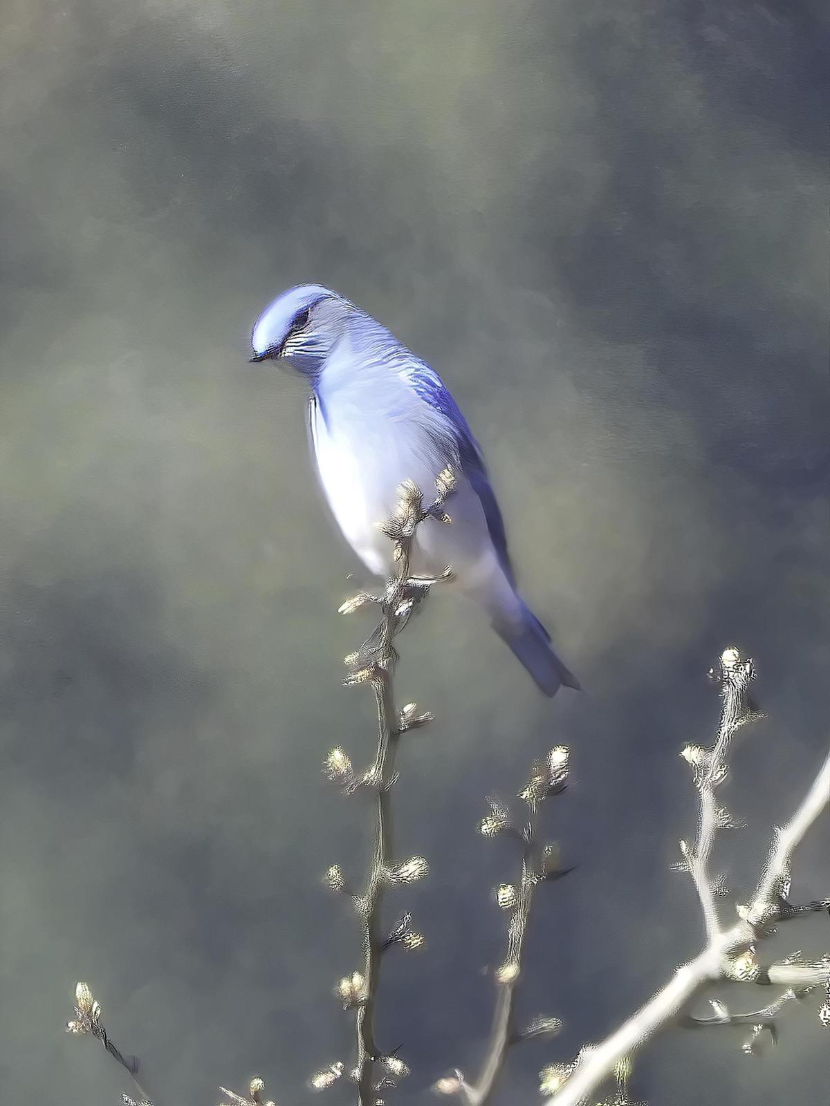 Mountain Bluebird Photo by Dan Tallman