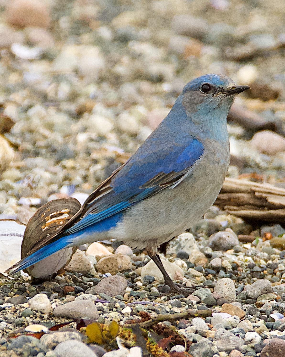 Mountain Bluebird Photo by Brian Avent