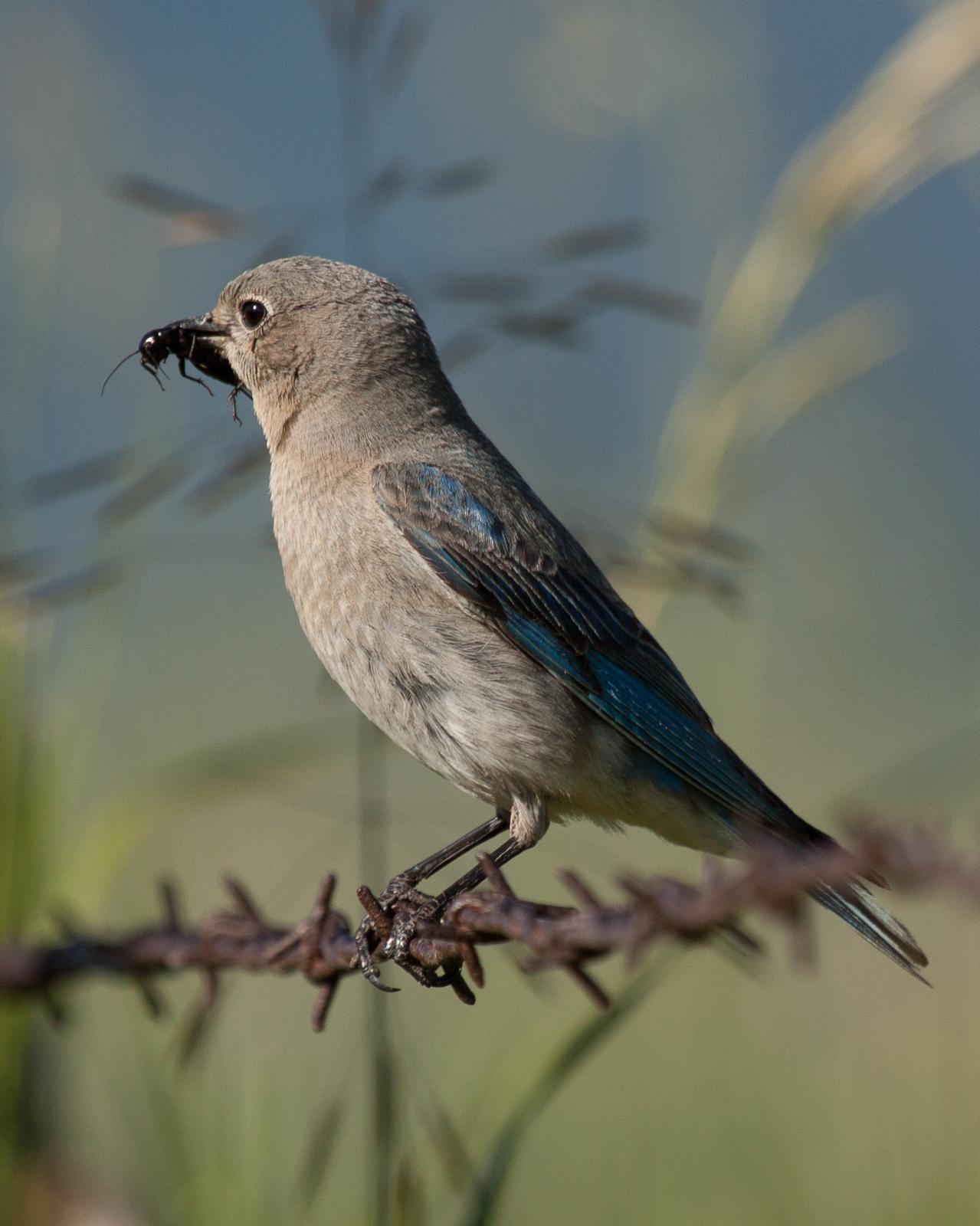 Mountain Bluebird Photo by Anita Strawn de Ojeda