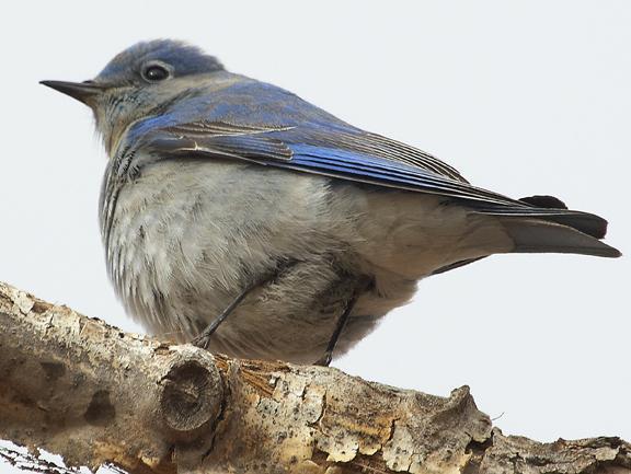 Mountain Bluebird Photo by Dan Tallman