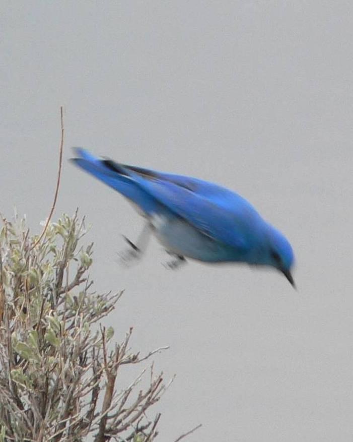 Mountain Bluebird Photo by Peter Lowe