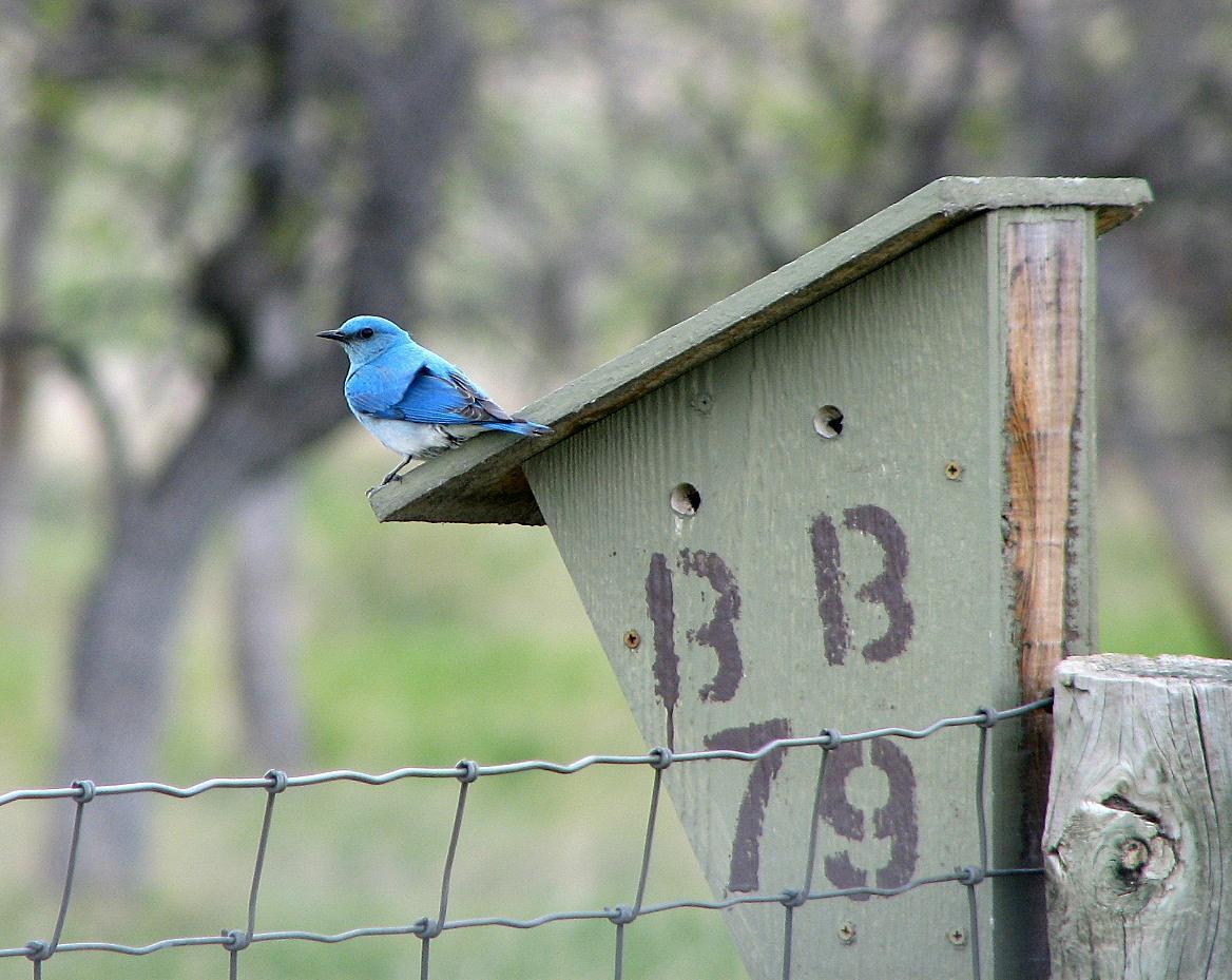 Mountain Bluebird Photo by Tom Gannon