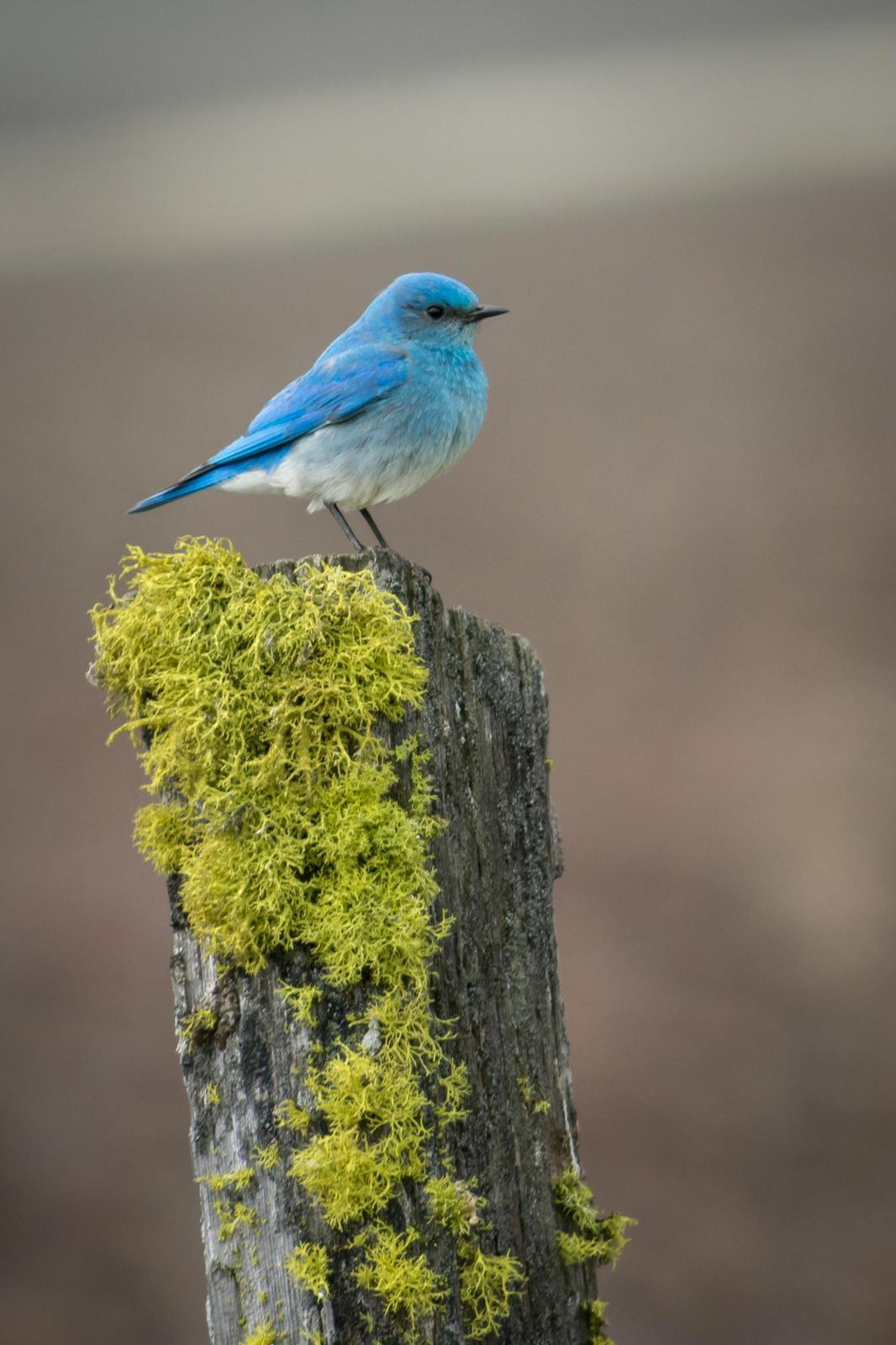 Mountain Bluebird Photo by Jesse Hodges
