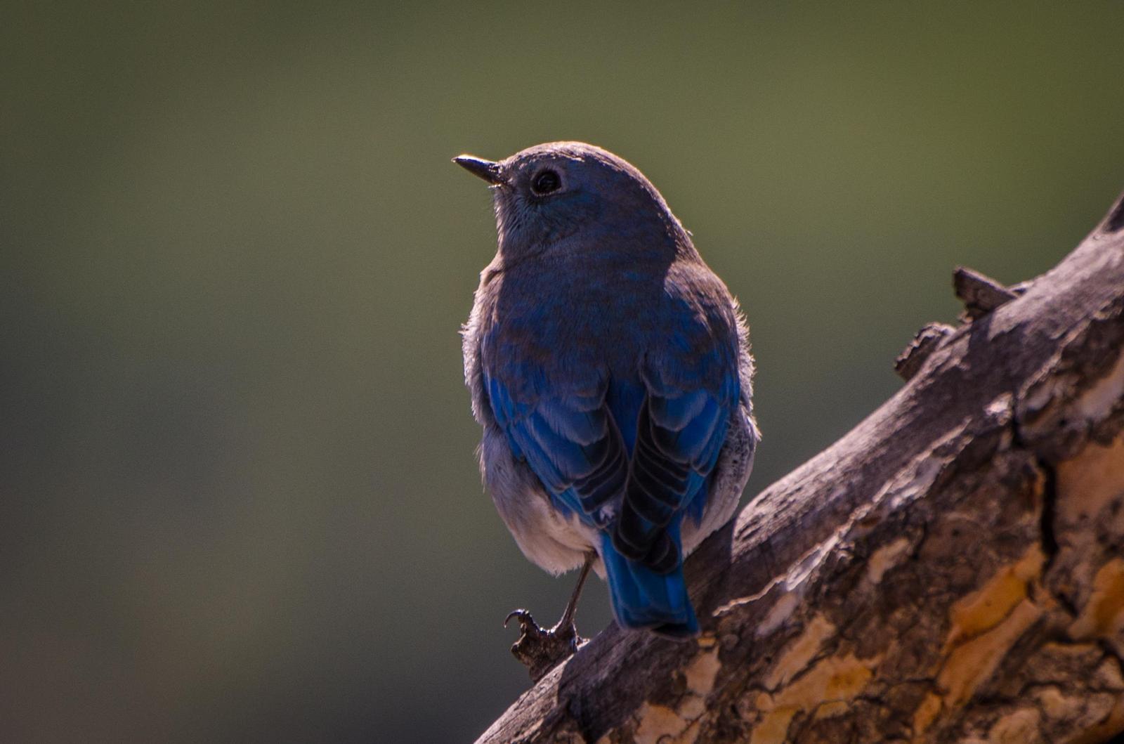 bluebird sp. Photo by Scott Yerges
