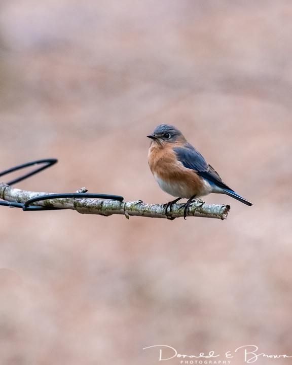 bluebird sp. Photo by Donald Brown
