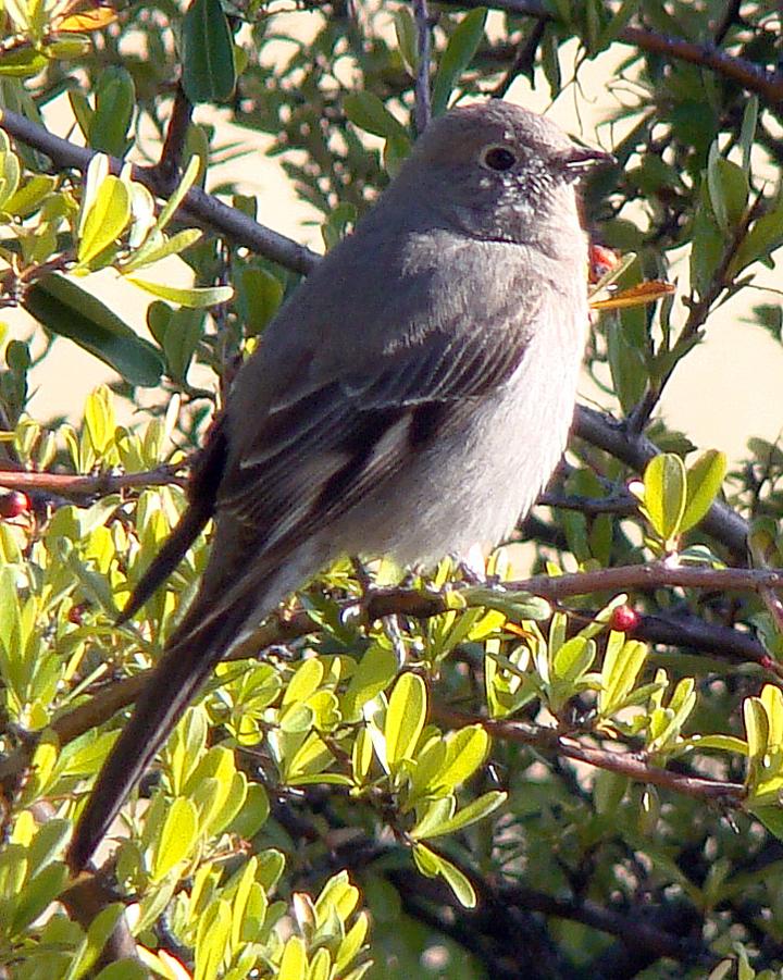 Townsend's Solitaire Photo by Robert Behrstock