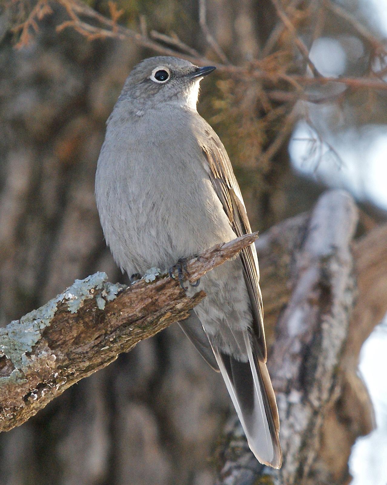 Townsend's Solitaire Photo by Gerald Hoekstra