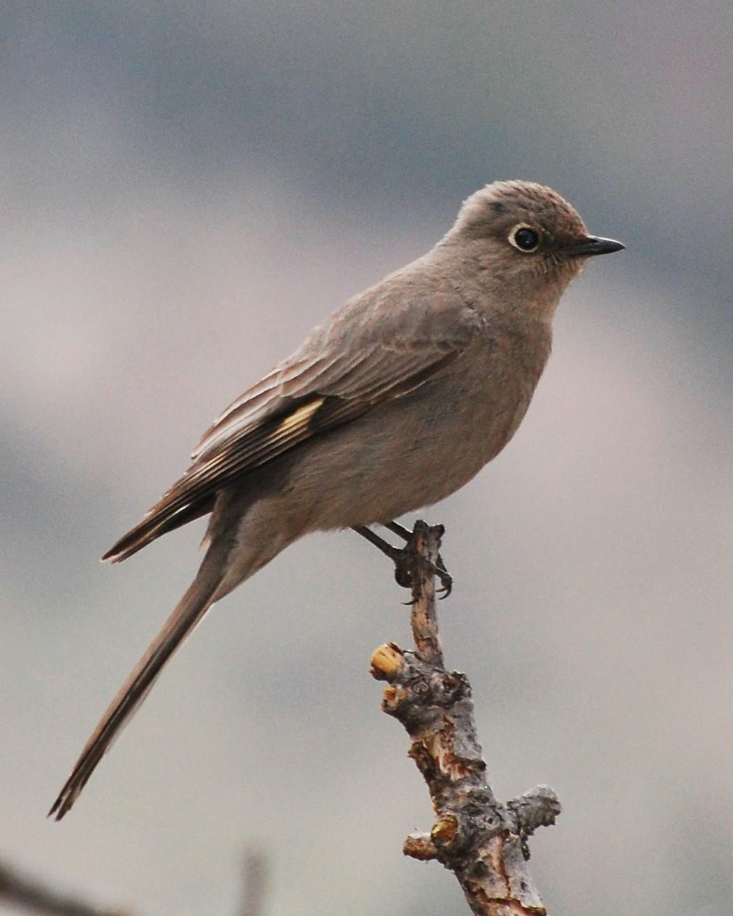 Townsend's Solitaire Photo by David Hollie
