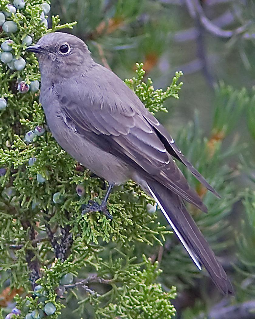 Townsend's Solitaire Photo by Josh Haas