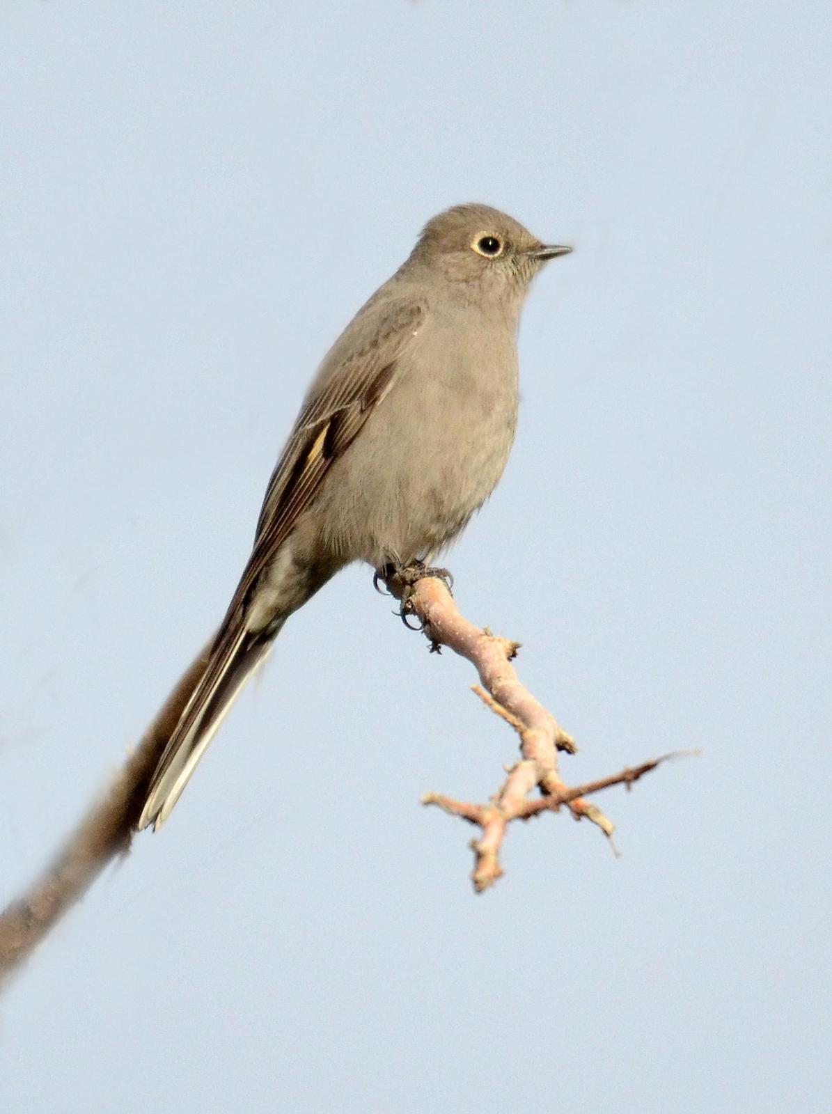 Townsend's Solitaire Photo by Steven Mlodinow