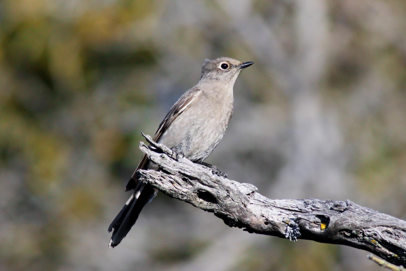 Townsend's Solitaire Photo by Tom Ford-Hutchinson