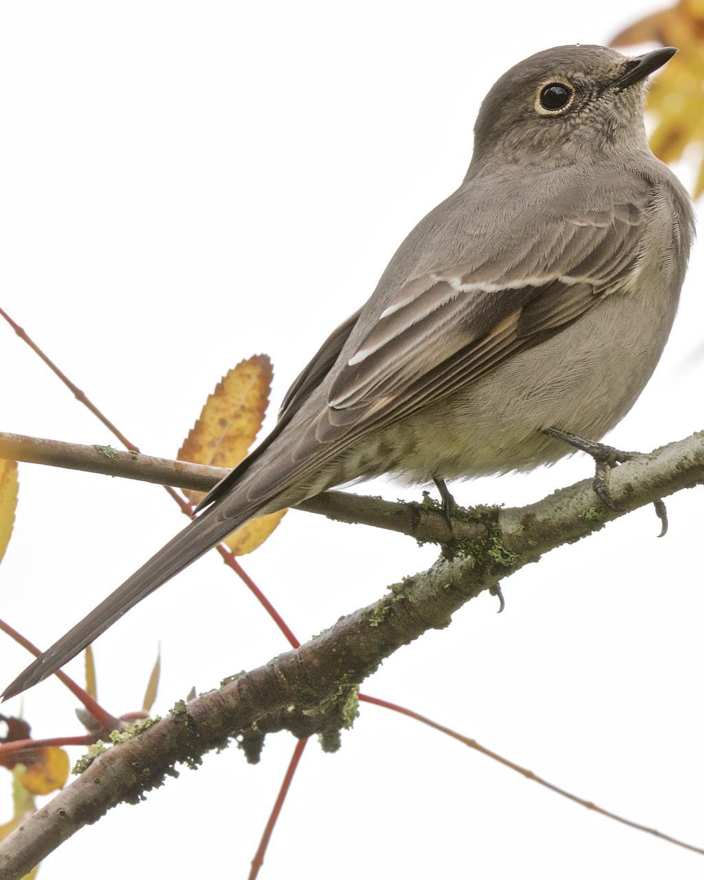Townsend's Solitaire Photo by Brian Avent