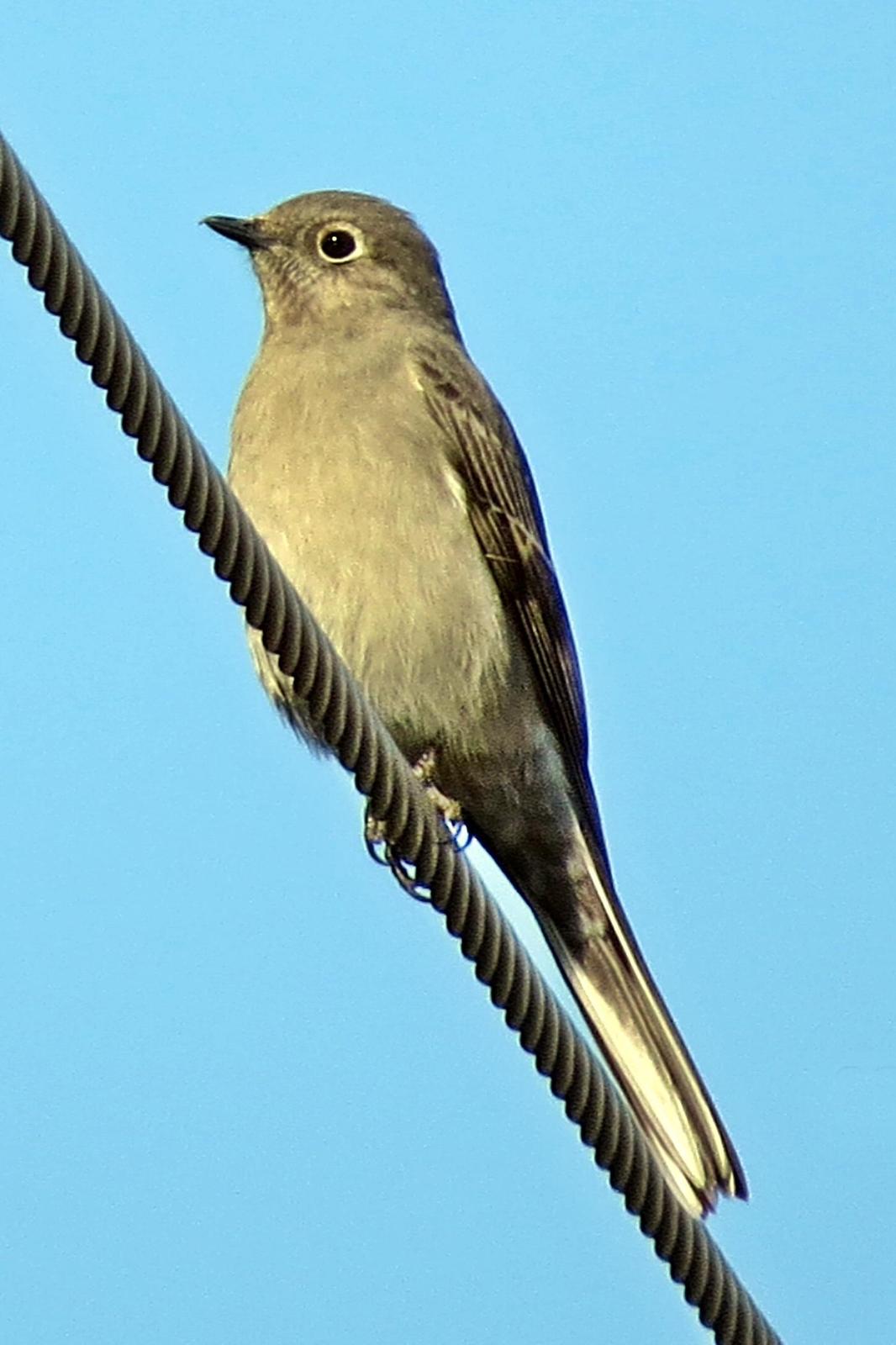 Townsend's Solitaire Photo by Bob Neugebauer