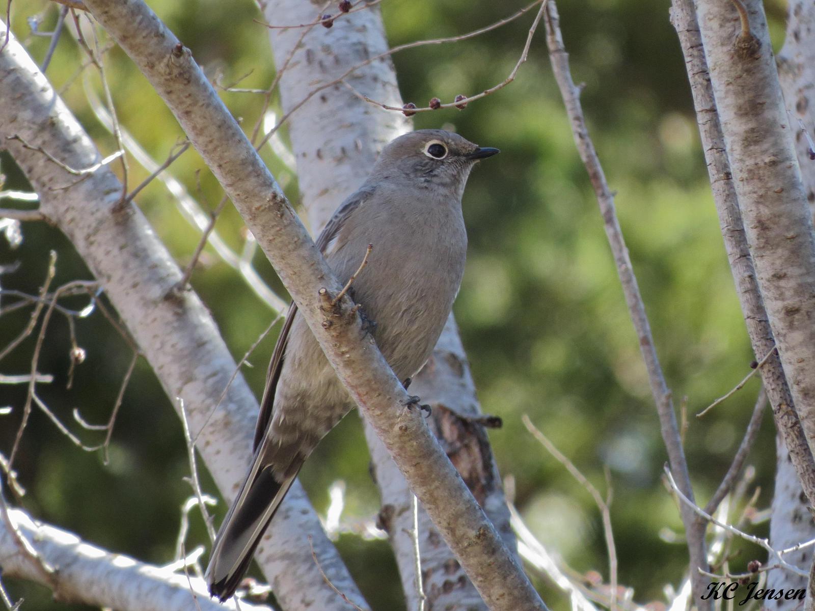 Townsend's Solitaire Photo by Kent Jensen