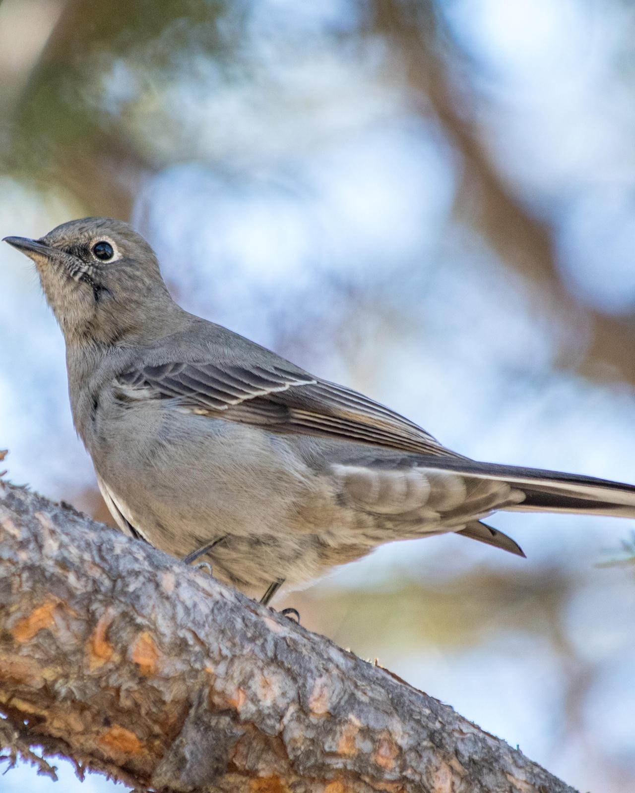 Townsend's Solitaire Photo by Mark Baldwin