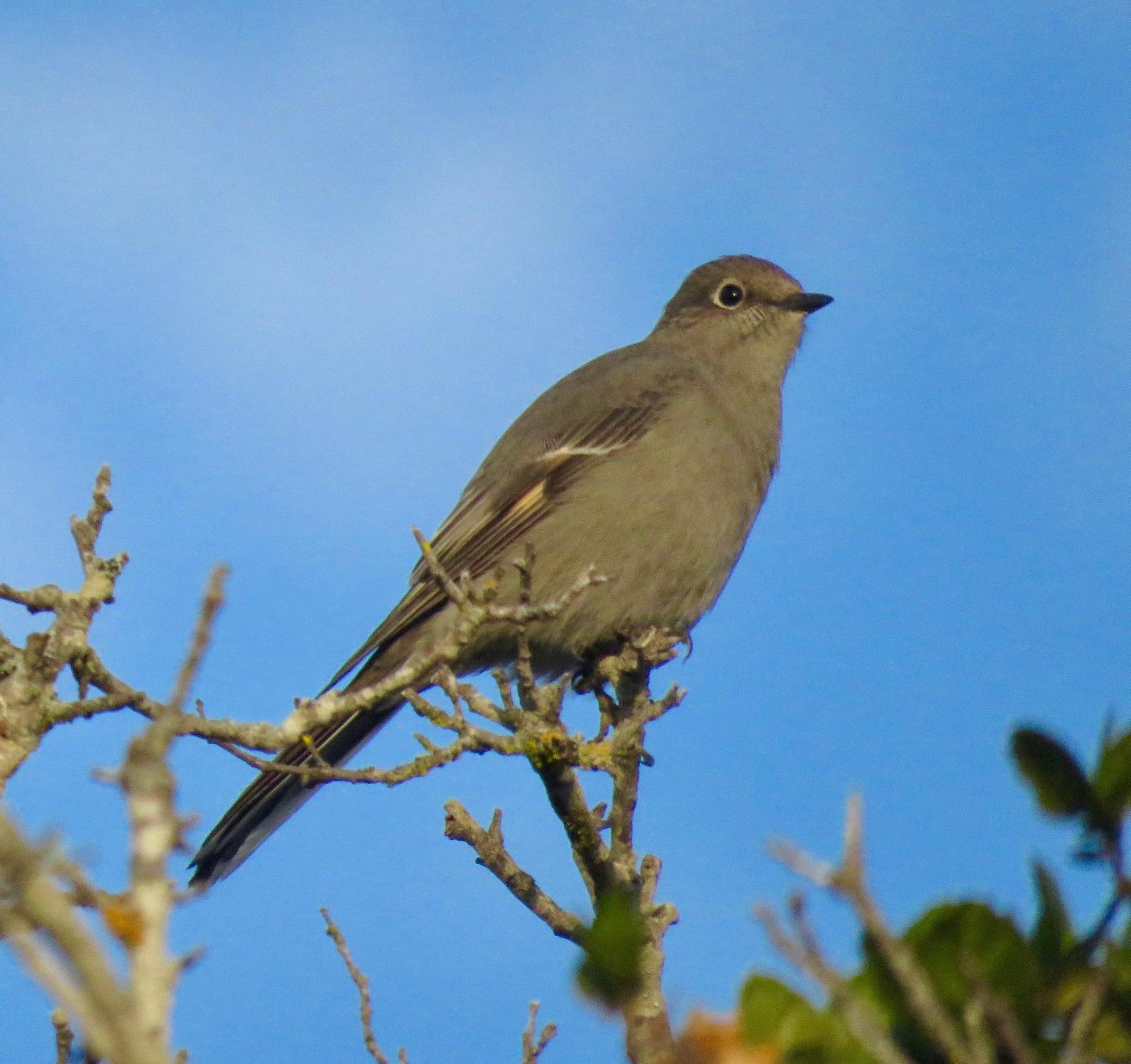 Townsend's Solitaire Photo by Don Glasco