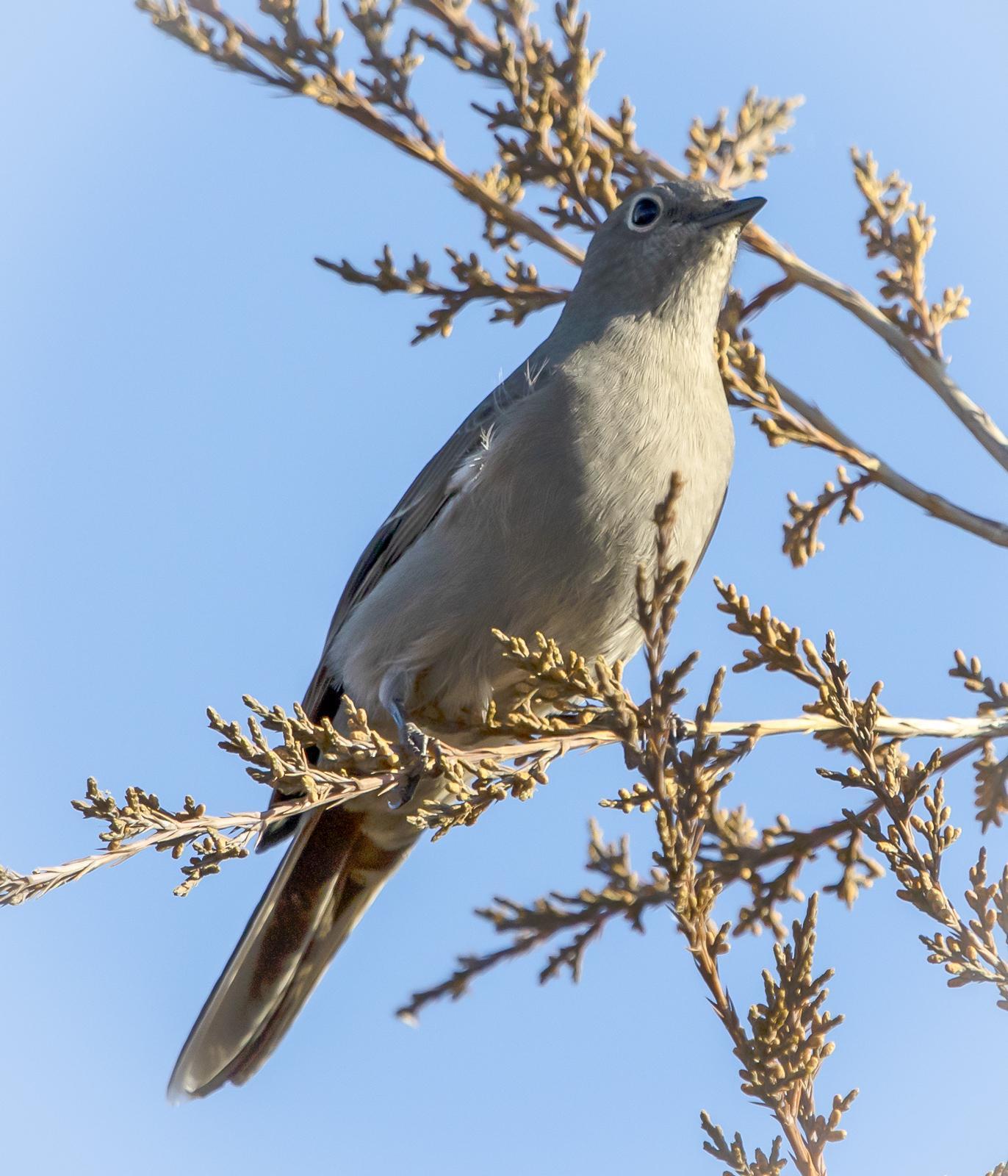 Townsend's Solitaire Photo by Tom Gannon