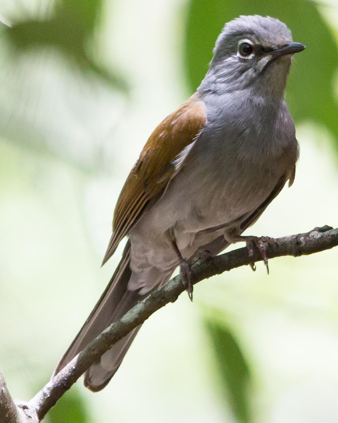 Brown-backed Solitaire Photo by Edgar Miceli