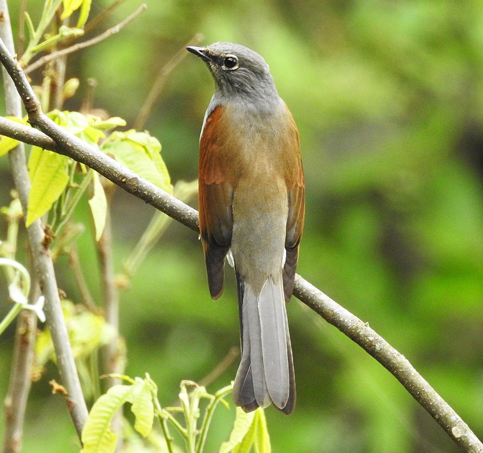 Brown-backed Solitaire Photo by Alejandra Perez