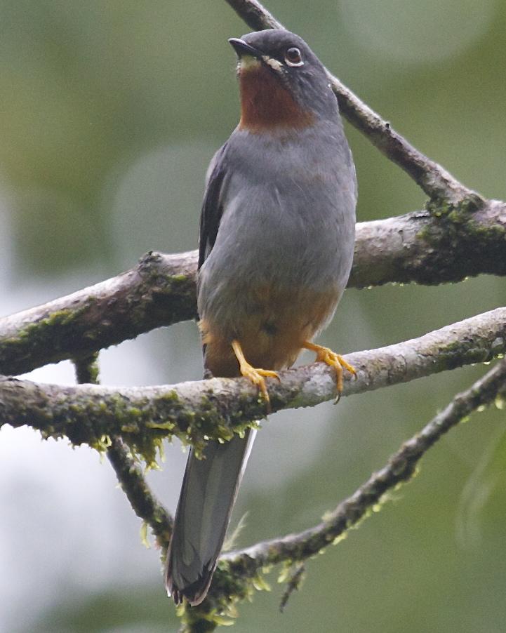 Rufous-throated Solitaire Photo by Mitch Walters