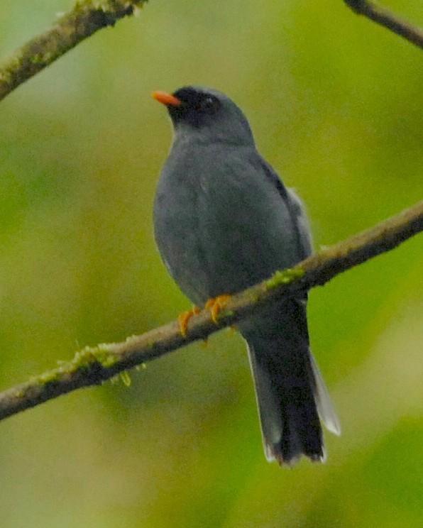 Black-faced Solitaire Photo by David Hollie